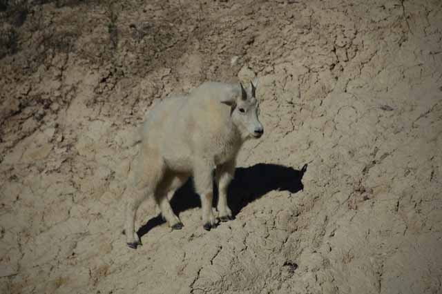 the mountain goat